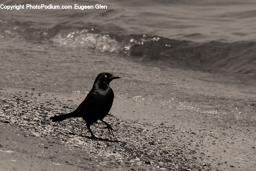 Bird, Blackbird, Crow, Crater, Silhouette