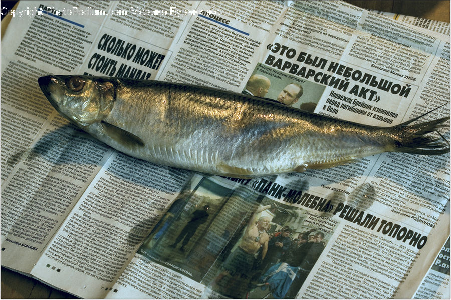 Fish, Perch, Sea Life, Herring, Mullet Fish, Food, Seafood