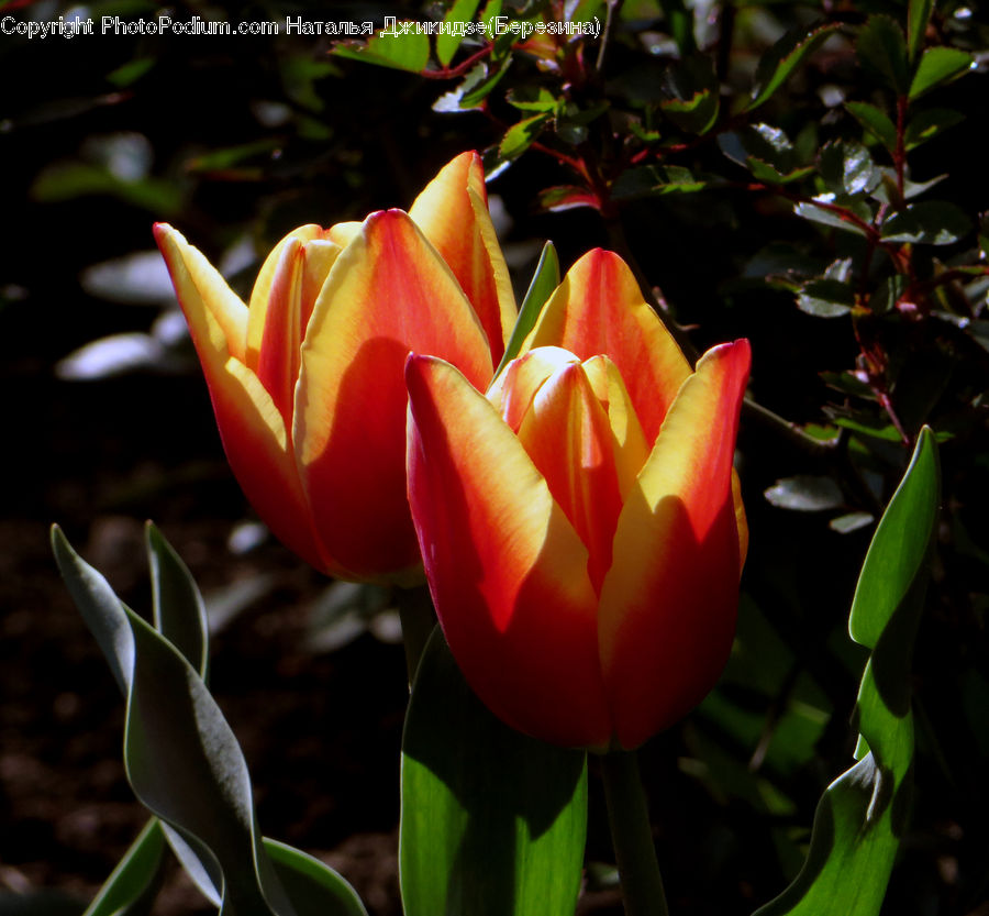 Plant, Potted Plant, Blossom, Flora, Flower, Crocus, Tulip