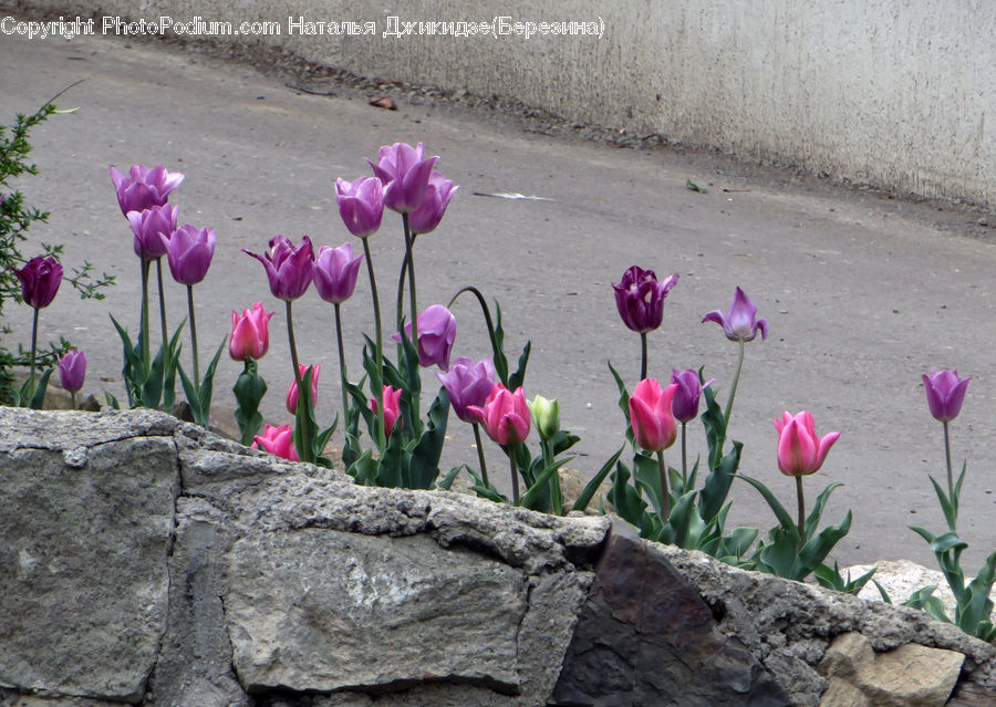 Blossom, Crocus, Flora, Flower, Plant, Tulip, Geranium