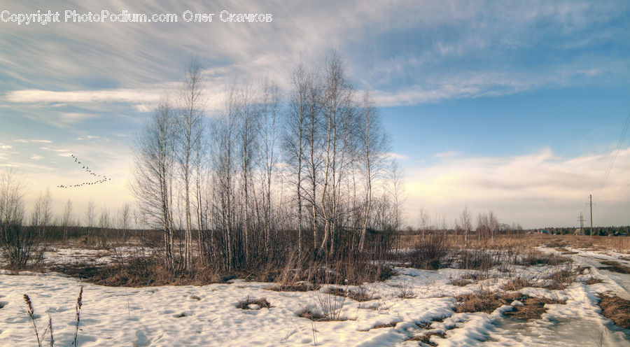 Frost, Ice, Outdoors, Snow, Field, Grass, Grassland