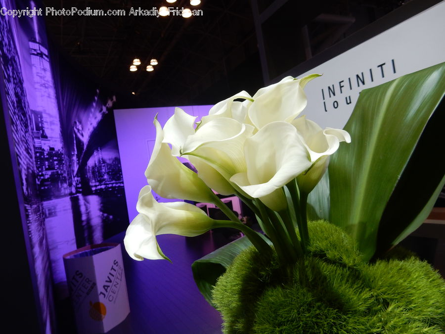 Lighting, Flora, Flower, Gladiolus, Plant, Beverage, Drink