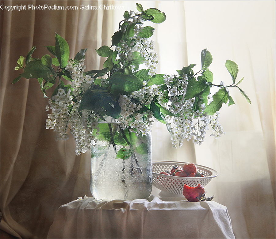 Blossom, Flower, Lilac, Plant, Potted Plant, Dining Table, Furniture
