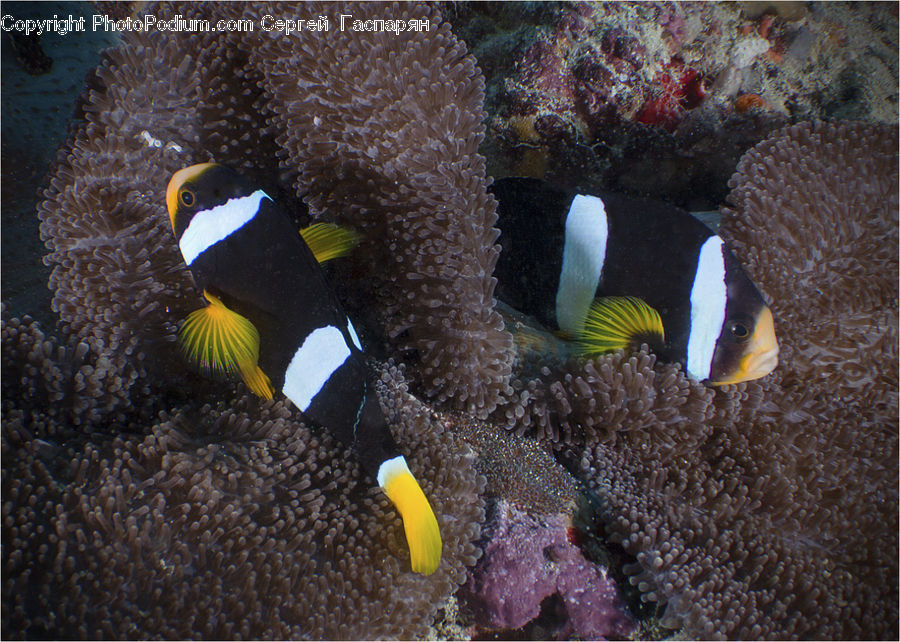 Invertebrate, Sea Anemone, Sea Life, Fish, Rock Beauty, Amphiprion, Coral Reef