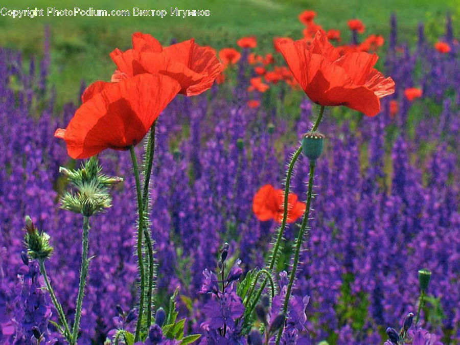 Lavender, Plant, Blossom, Flora, Flower, Poppy, Thistle