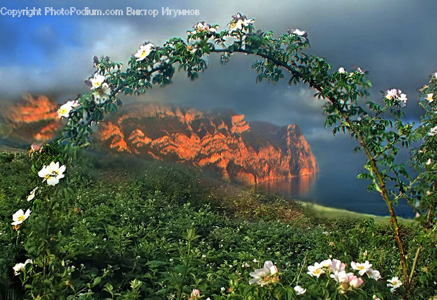 Plant, Potted Plant, Blossom, Flora, Flower, Bush, Vegetation