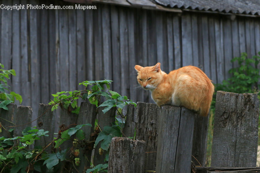 Ivy, Plant, Vine, Animal, Canine, Fox, Grey Fox