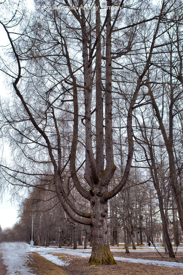 Plant, Tree, Oak, Wood, Birch, Forest, Vegetation