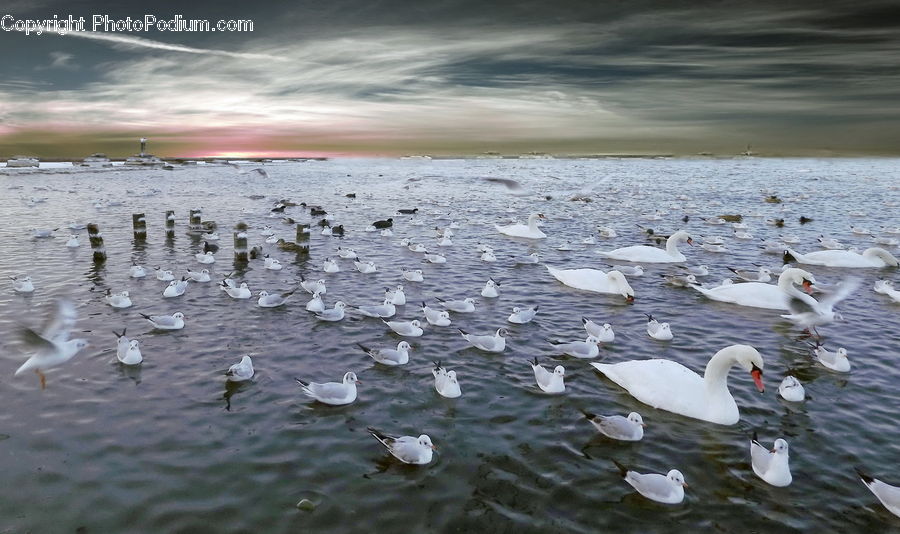 Bird, Swan, Waterfowl, Seagull, Duck, Teal, Pebble