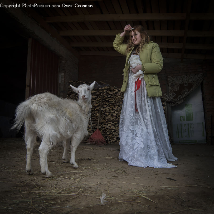 Human, People, Person, Animal, Goat, Mammal, Mountain Goat