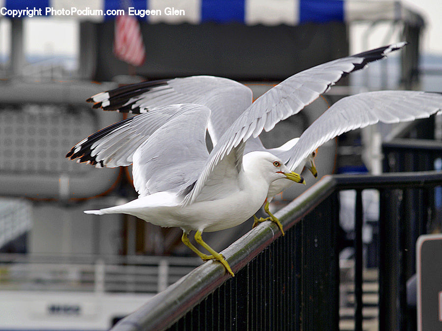 Banister, Handrail, Bird, Seagull, Dove, Pigeon, Beak