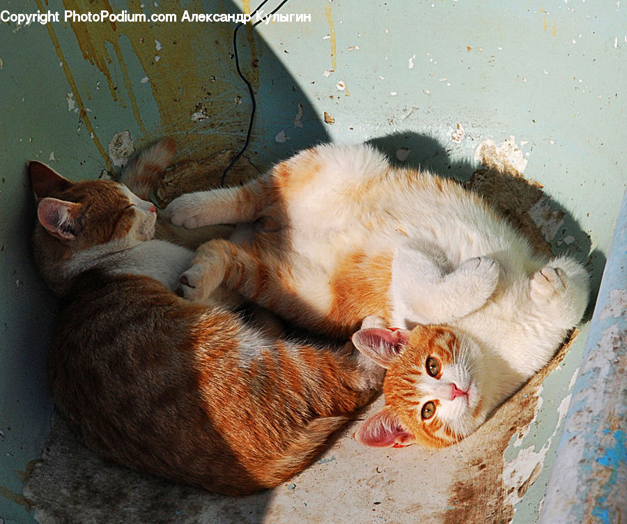 Abyssinian, Animal, Cat, Mammal, Pet, Kitten