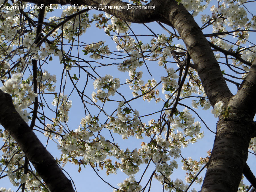 Birch, Tree, Wood, Blossom, Flora, Flower, Plant
