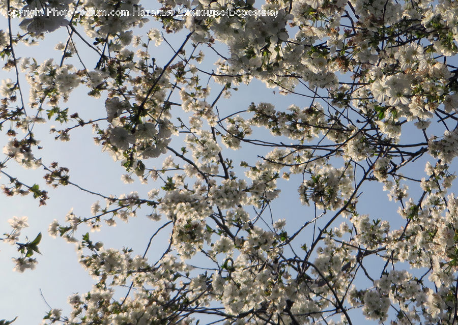 Blossom, Flora, Flower, Plant, Cherry Blossom, Vegetation