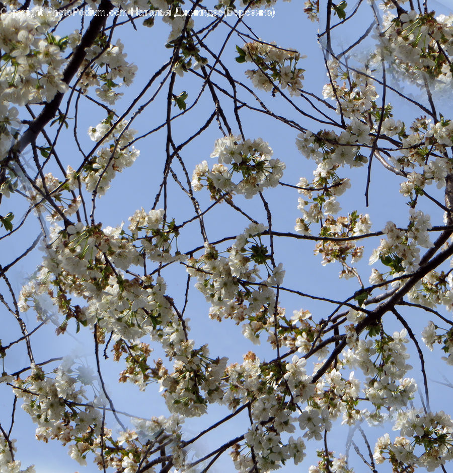 Blossom, Flora, Flower, Plant, Cherry Blossom, Aster