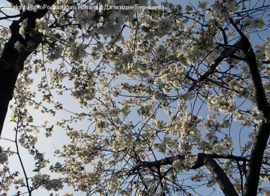 Blossom, Flora, Flower, Plant, Cherry Blossom, Tree, Forest