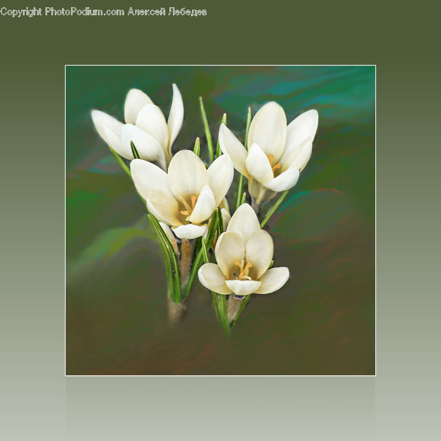 Blossom, Flora, Flower, Plant, Gladiolus, Crocus, Flower Arrangement