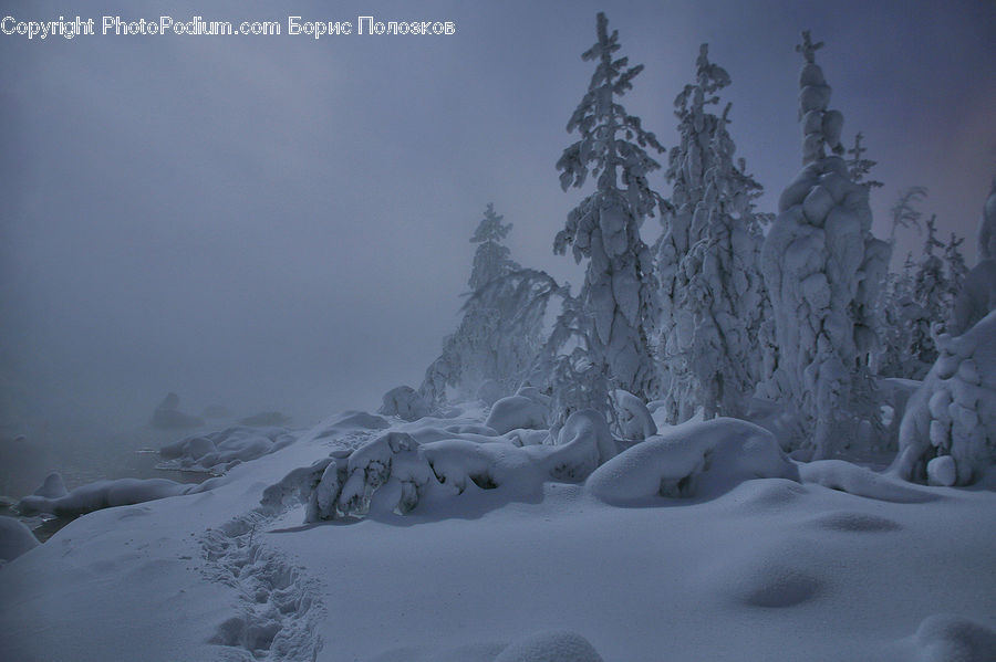 Blizzard, Outdoors, Snow, Weather, Winter, Conifer, Fir