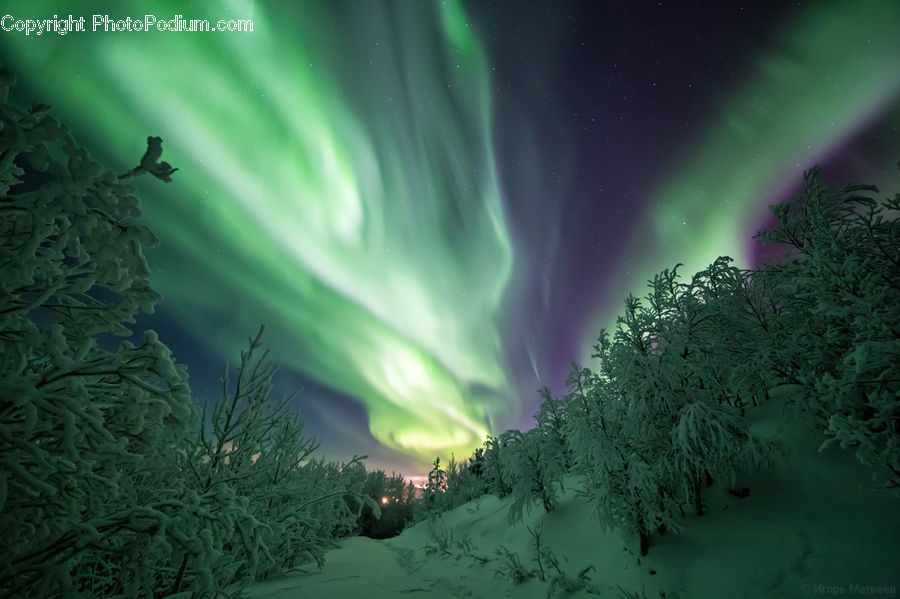 Aurora, Light, Night, Outdoors, Conifer, Fir, Plant