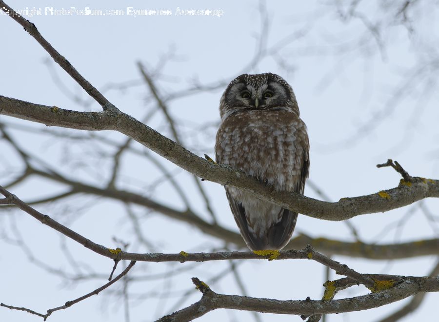 Bird, Hawk, Buzzard, Harrier, Vulture, Beak, Accipiter