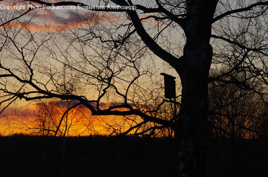 Dawn, Dusk, Red Sky, Sky, Sunrise, Sunset, Plant