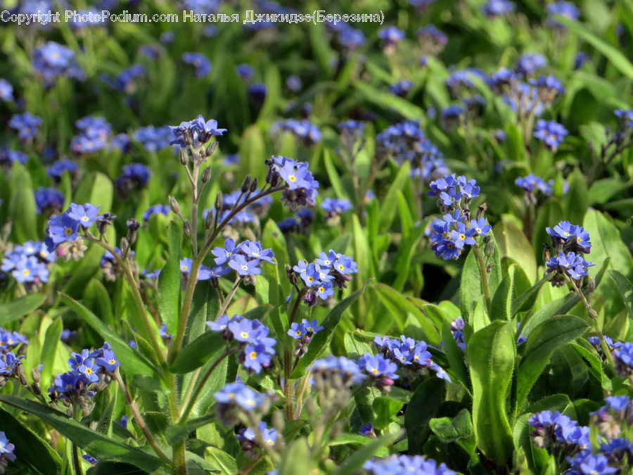 Blossom, Flora, Flower, Plant, Violet, Iris, Fiber