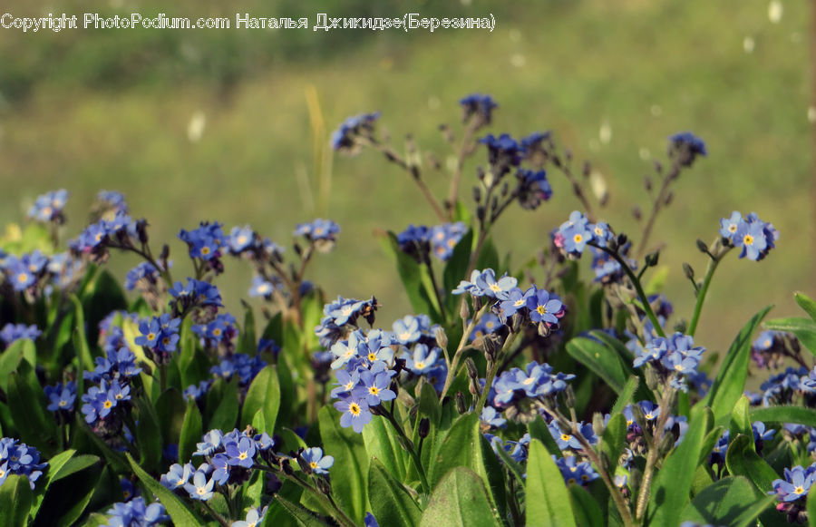 Fiber, Flax, Flora, Flower, Plant, Blossom, Violet