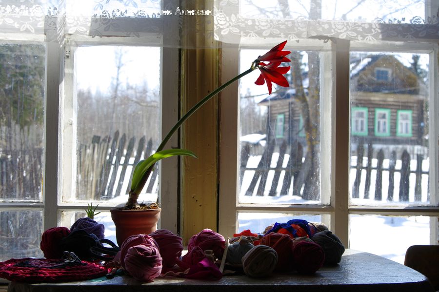 Plant, Potted Plant, Pot, Pottery, Glass, Goblet, Window