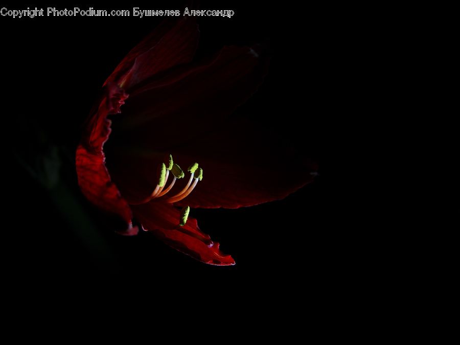 Blossom, Flora, Flower, Geranium, Plant, Gladiolus