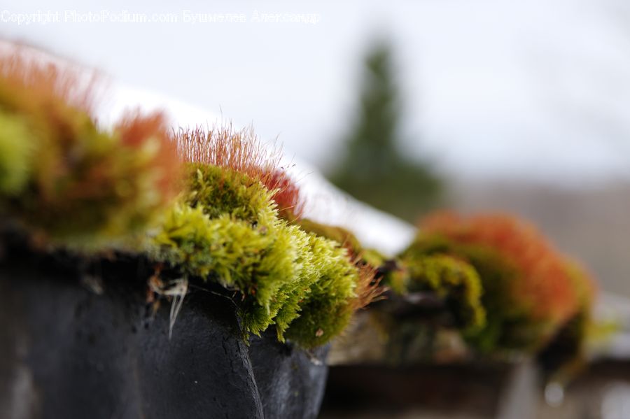 Moss, Plant, Flora, Pollen, Potted Plant, Conifer, Fir