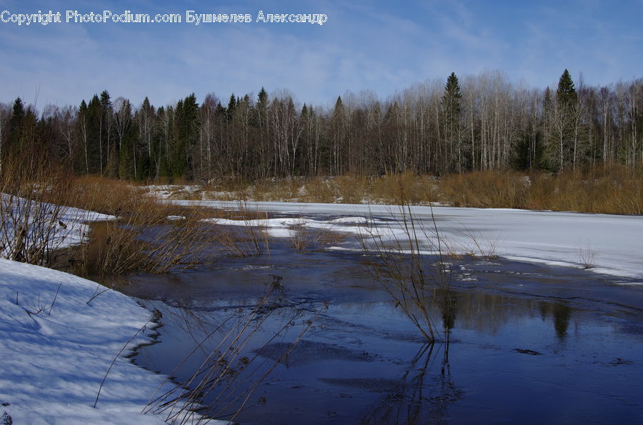 Grass, Plant, Reed, Land, Marsh, Pond, Swamp
