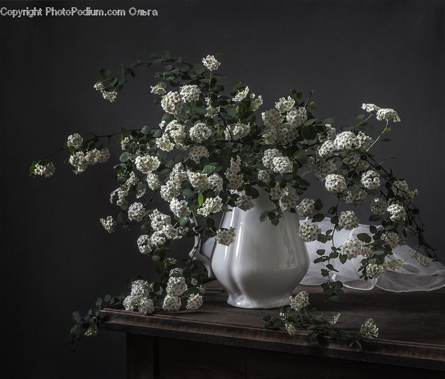 Jar, Porcelain, Vase, Bonsai, Plant, Potted Plant, Tree