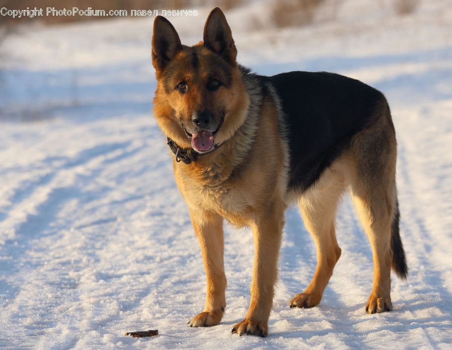 Animal, Canine, Dog, German Shepherd, Mammal, Pet, Collie