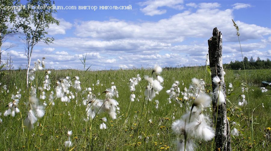 Field, Grass, Grassland, Land, Outdoors, Plant, Blossom