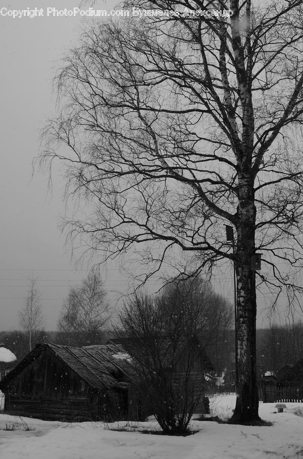 Plant, Tree, Ice, Outdoors, Snow, Oak, Wood