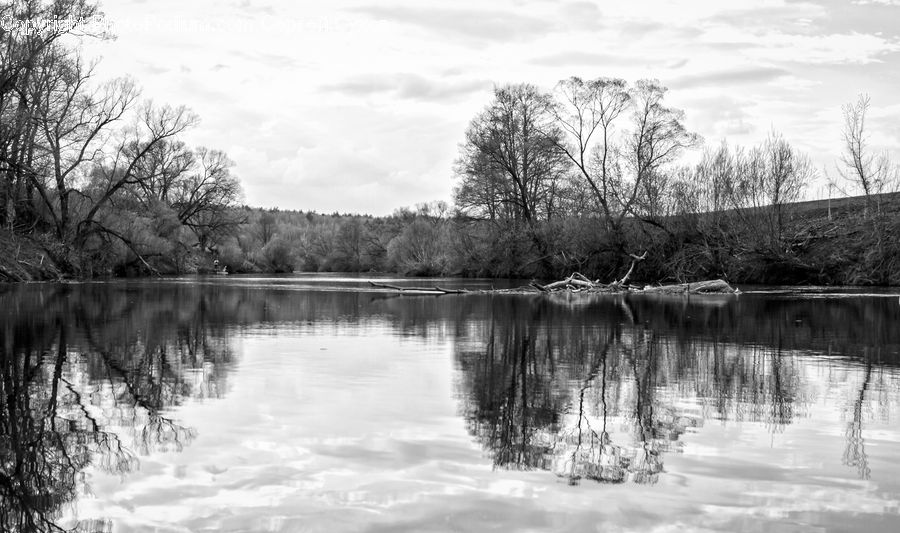 Water, Outdoors, Pond, Plant, Tree, Forest, Vegetation