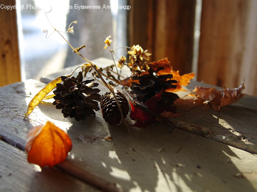 Plant, Potted Plant, Blossom, Flora, Flower, Flower Arrangement, Flower Bouquet