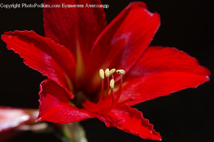 Flora, Flower, Gladiolus, Plant, Hibiscus, Poppy, Blossom