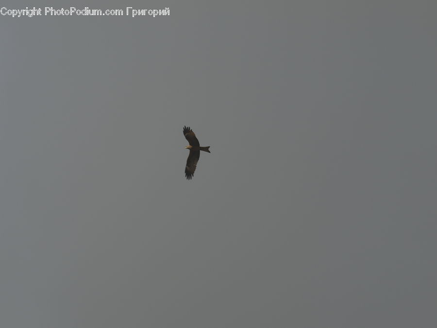 Bird, Buzzard, Harrier, Hawk, Vulture, Kite Bird