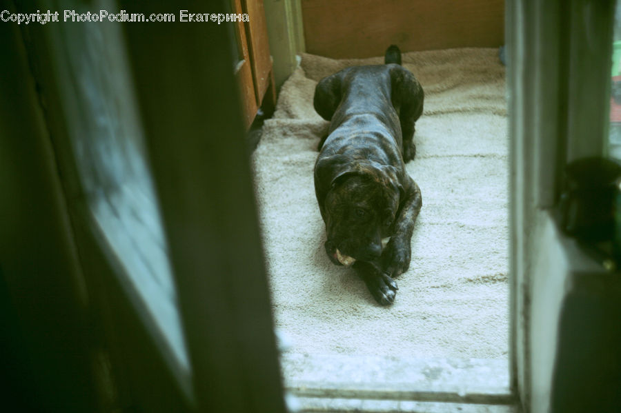 Animal, Bulldog, Canine, Dog, French Bulldog, Mammal, Pet