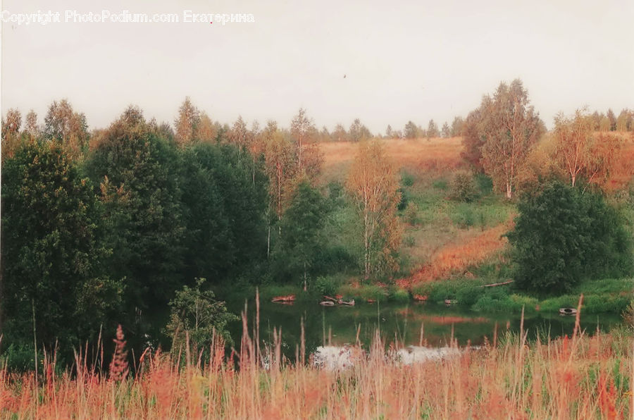 Outdoors, Pond, Water, Land, Marsh, Swamp, Grass