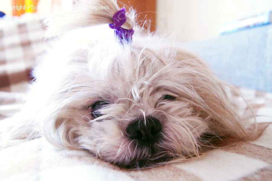 Animal, Pet, Canine, Dog, Mammal, Terrier, Affenpinscher