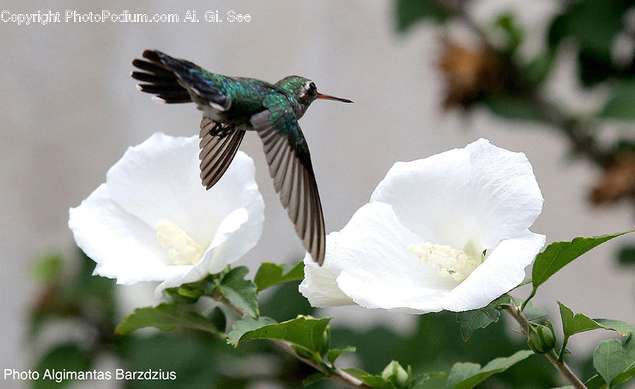 Bird, Hummingbird, Bee Eater, Blossom, Flora, Flower, Geranium