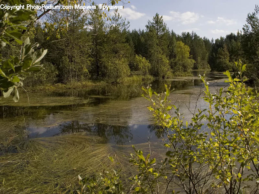 Plant, Potted Plant, Land, Marsh, Pond, Swamp, Water