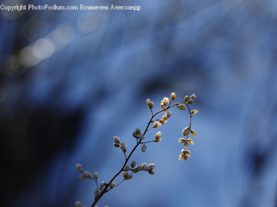 Blossom, Cherry Blossom, Flower, Plant, Weed, Flora