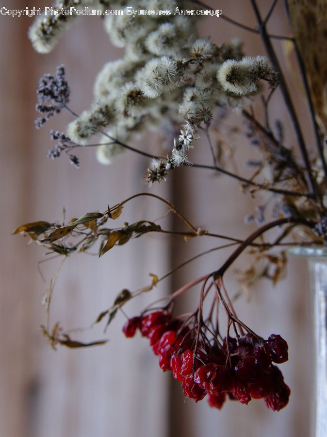 Blossom, Flora, Flower, Plant, Cherry Blossom, Cherry, Fruit