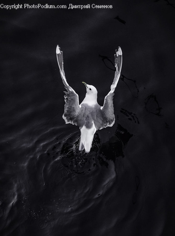 Bird, Seagull, Outdoors, Ripple, Water