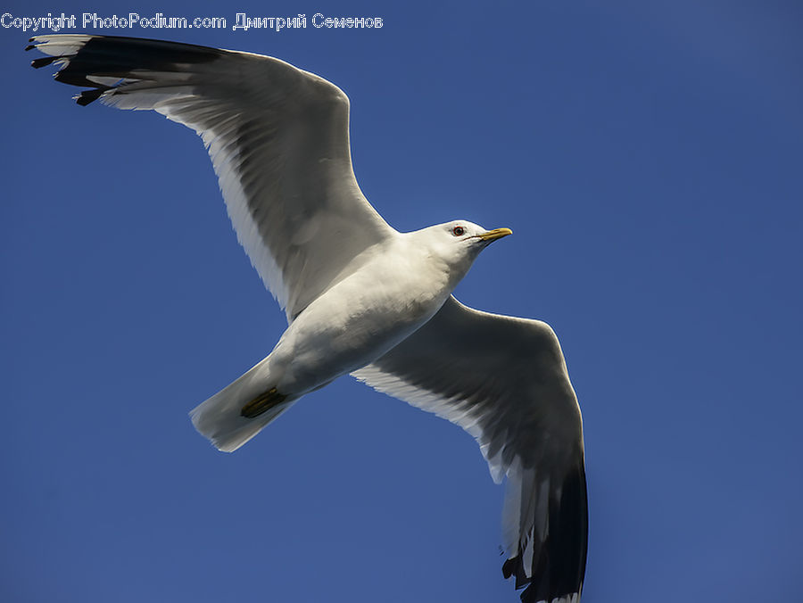 Bird, Seagull, Beak, Booby