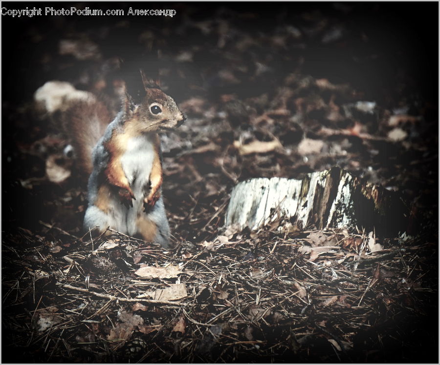 Animal, Mammal, Rodent, Squirrel, Bird, Blue Jay, Bluebird