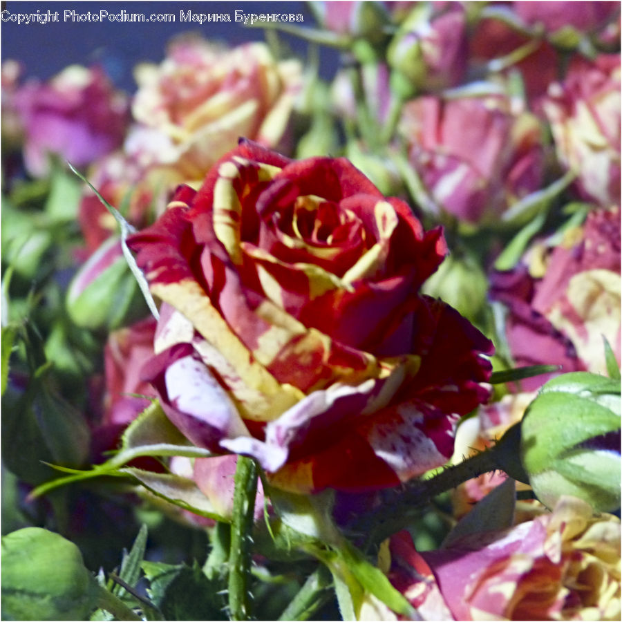 Blossom, Carnation, Flower, Plant, Flora, Rose, Flower Arrangement